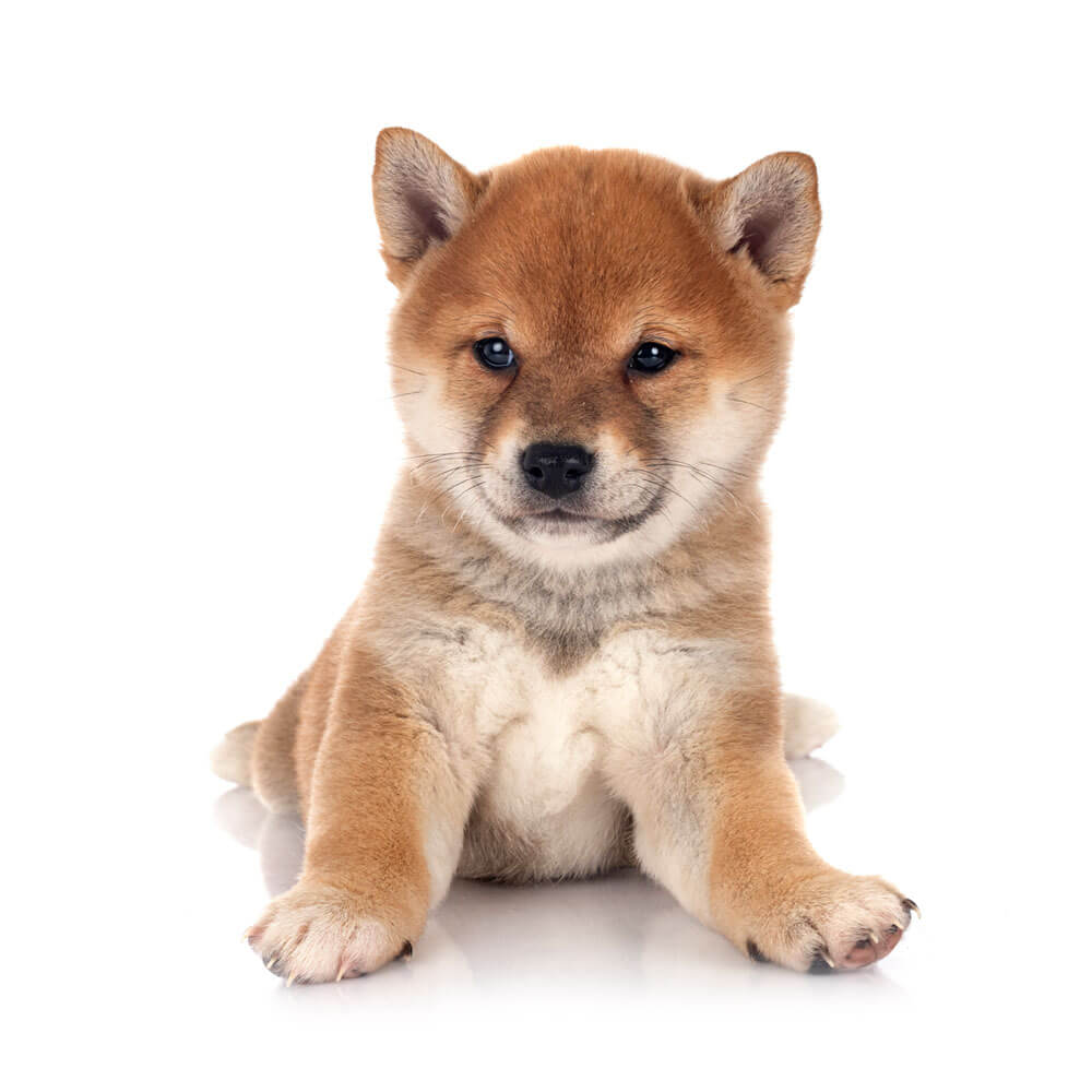 shiba-inu1.jpg